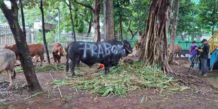 Partai Gerindra Salurkan Ratusan Hewan Kurban ke Masyarakat, Habaib, Ulama, Masjid, dan Mushola